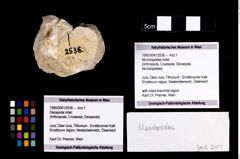 Foto (Objekt + Etikett) von Munidopsidae indet.  (NHMW-GEO-1990-0041-2536)